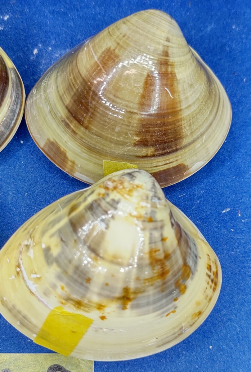 蛤 YMRS−24-0506-9　55mm×10個 綺麗な模様　　江戸前　ハマグリ　貝殻　標本　材料_画像5