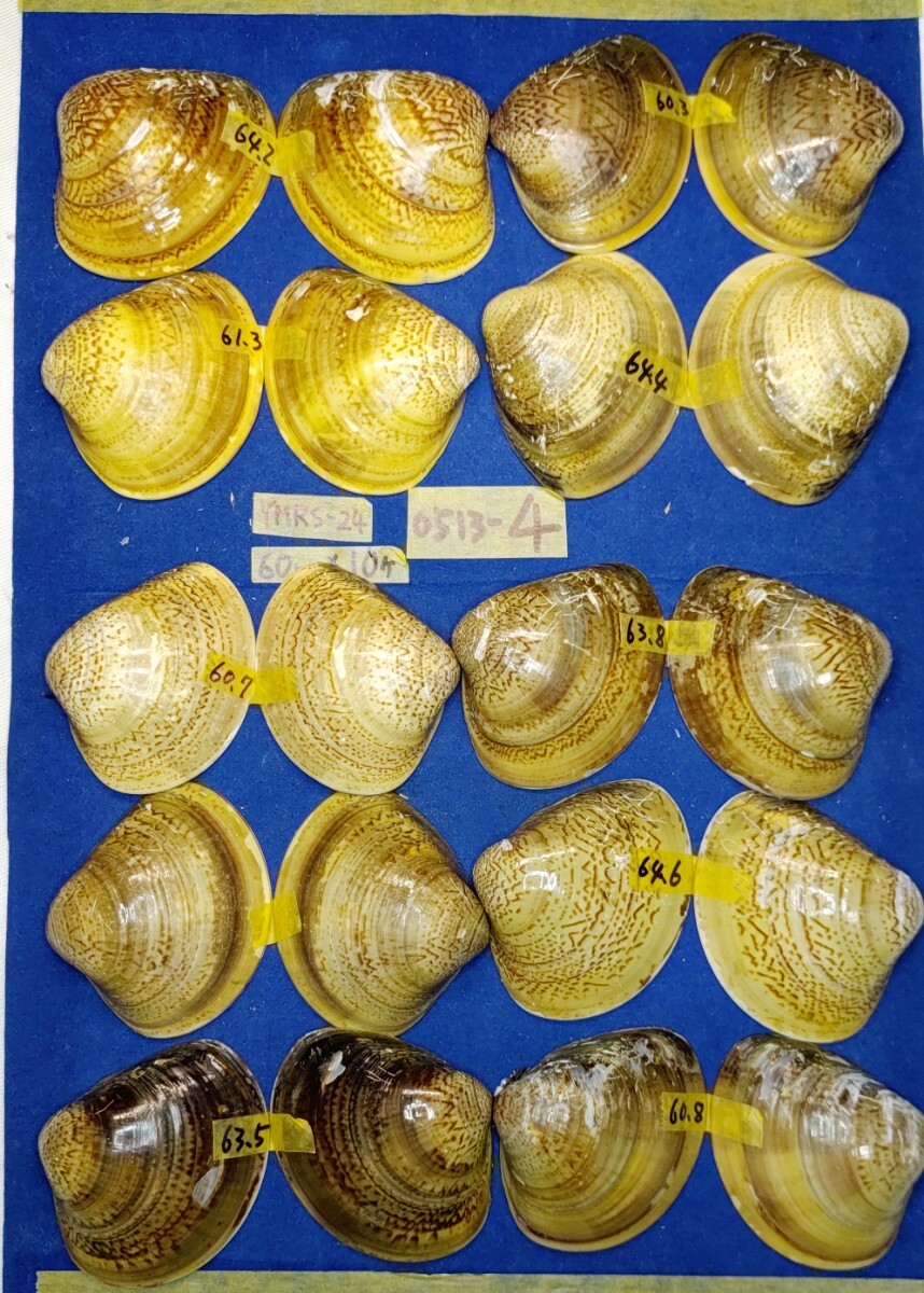蛤 YMRS−24-0513-4　60mm×10個 　　江戸前　ハマグリ　貝殻　標本　材料_画像7