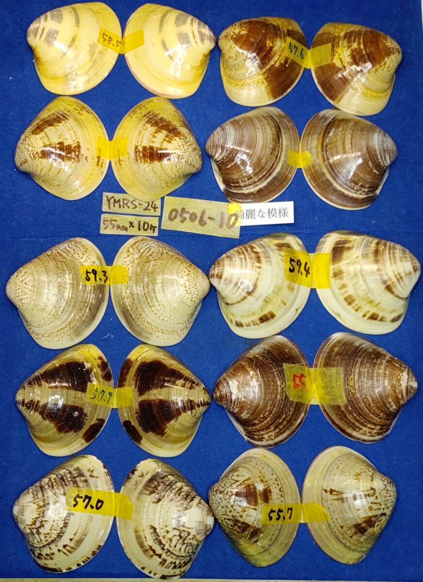 蛤 YMRS−24-0506-10　55mm×10個 綺麗な模様　　江戸前　ハマグリ　貝殻　標本　材料_画像7