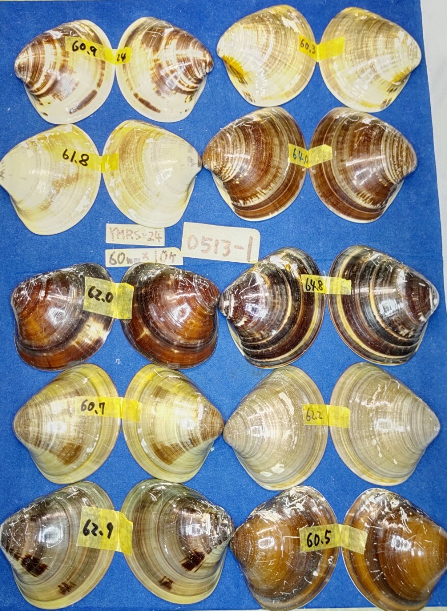 蛤 YMRS−24-0513-1　60mm×10個 　　江戸前　ハマグリ　貝殻　標本　材料_画像7