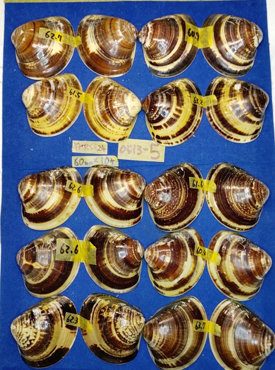 蛤 YMRS−24-0513-5　60mm×10個 　　江戸前　ハマグリ　貝殻　標本　材料_画像7