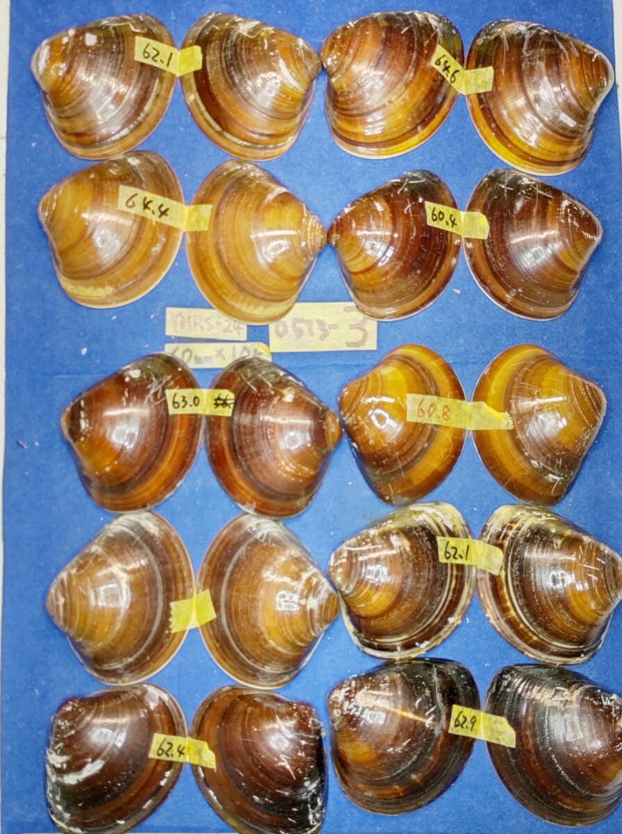 蛤 YMRS−24-0513-3　60mm×10個 　　江戸前　ハマグリ　貝殻　標本　材料_画像7