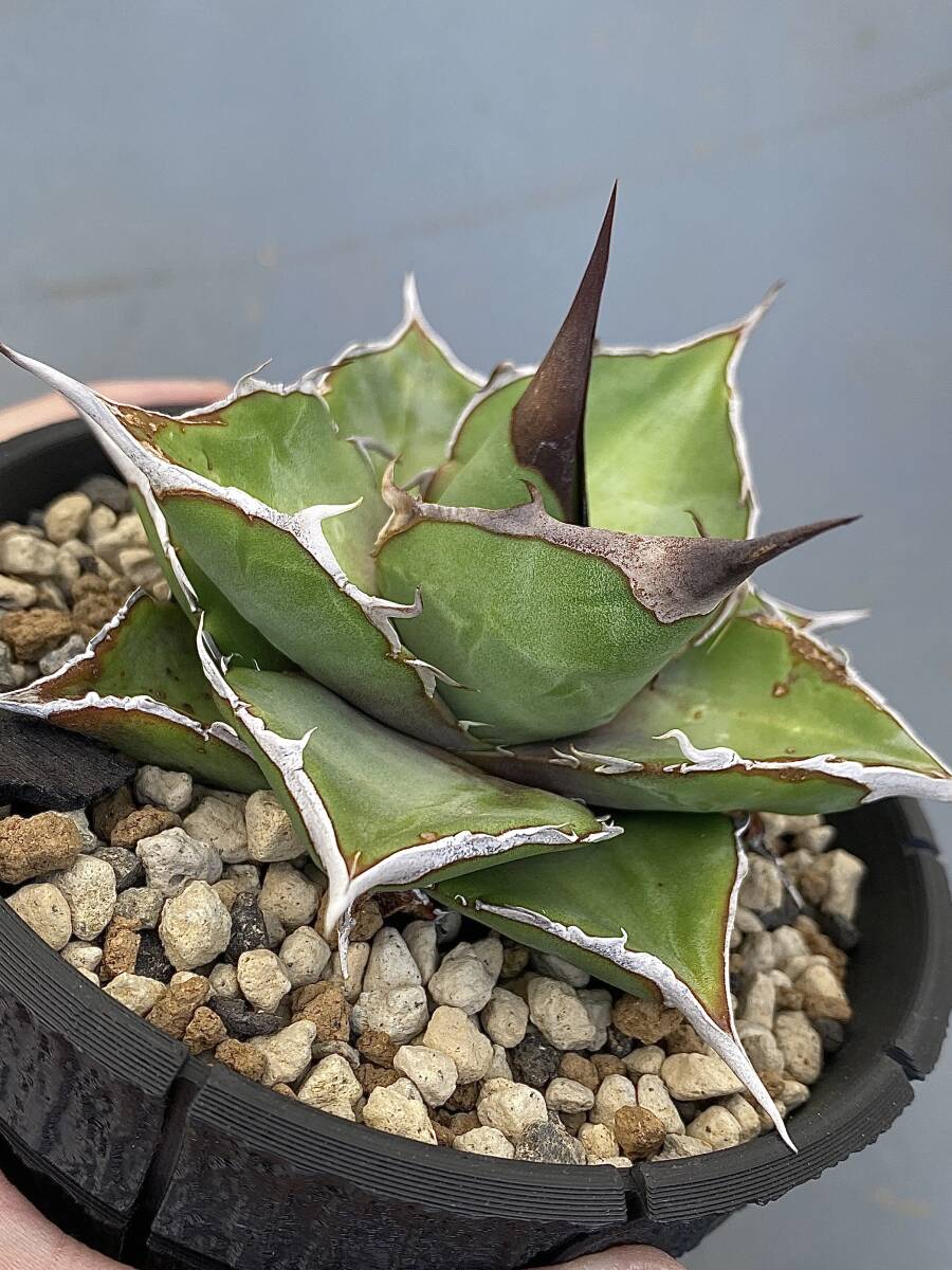 アガベ オテロイ 実生 鉢ごと 検) チタノタ オアハカ Agave oteroi titanota_画像5