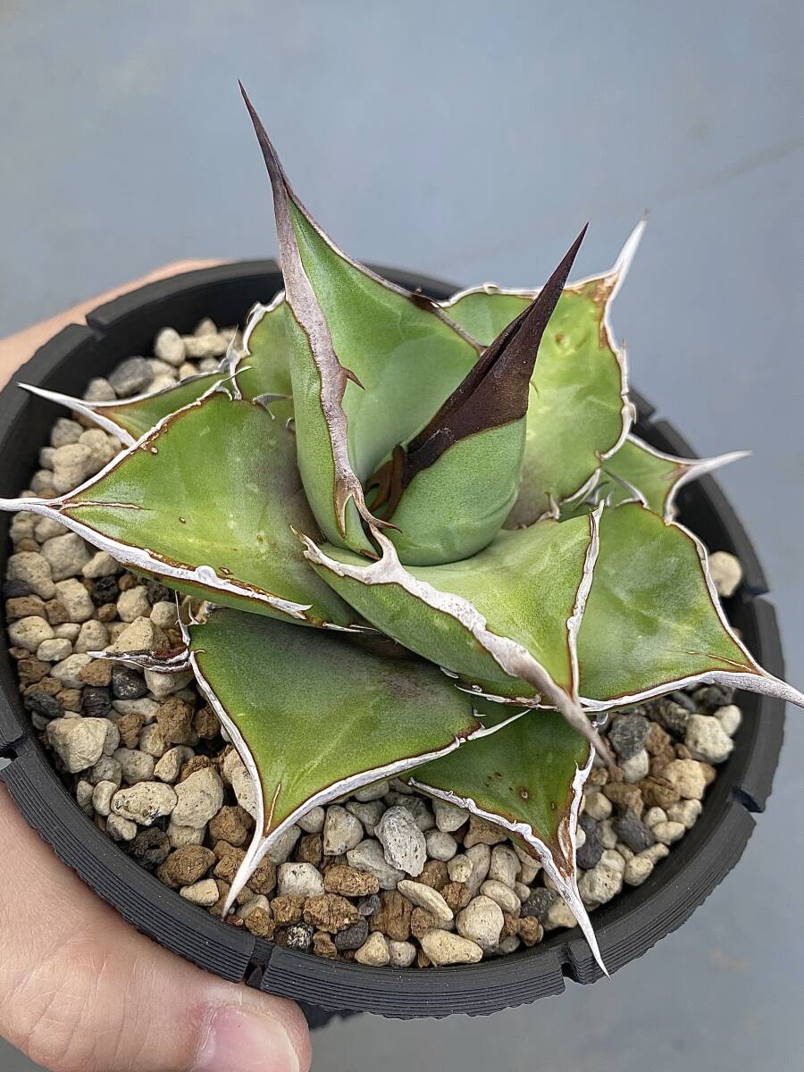 アガベ オテロイ 実生 鉢ごと 検) チタノタ オアハカ Agave oteroi titanota_画像4