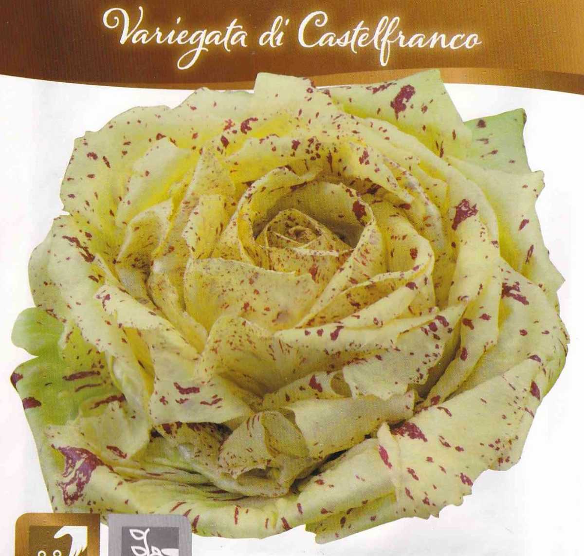 リーフチコリーの種子 60粒 カステルフランコ Castelfranco ワインレッドの斑点入チコリ！ 固定種_画像1