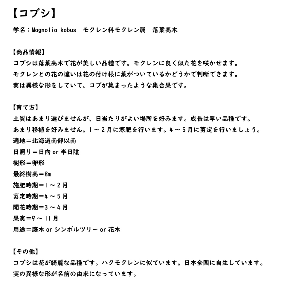 コブシ 0.5m 10.5cmポット 15本 苗_画像8