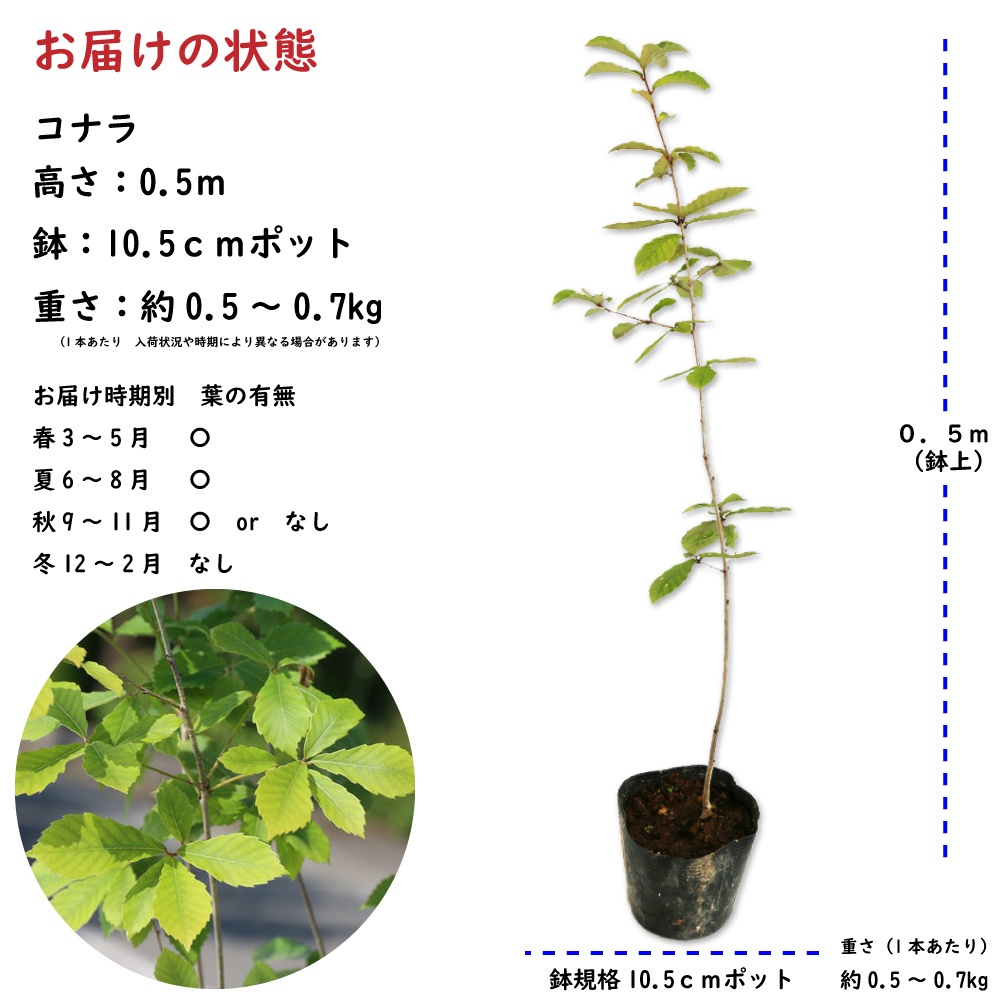 コナラ 0.5m 10.5cmポット 苗_画像2