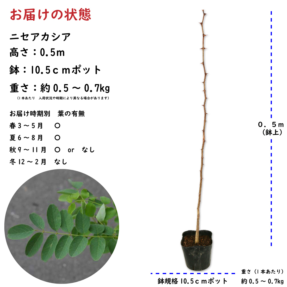 ニセアカシア 0.5m 10.5cmポット 苗_画像2