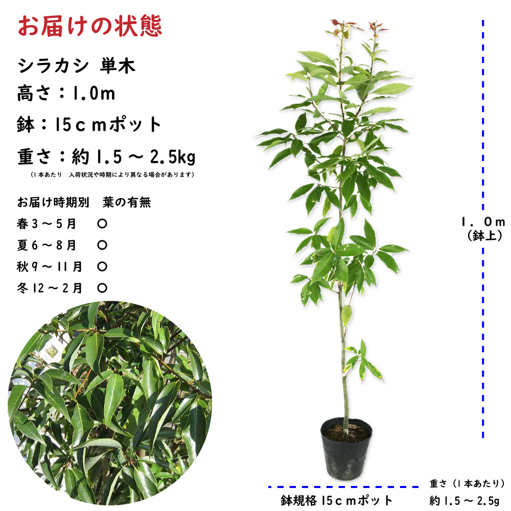 シラカシ 単木 1m 15cmポット 10本 苗_画像2