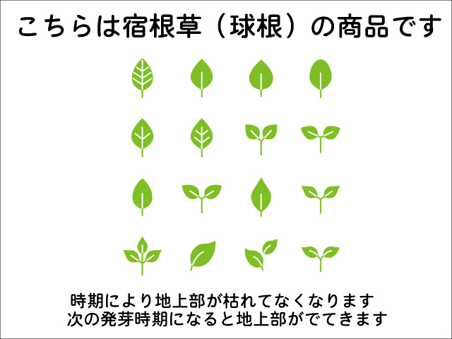 ハナニラ 9.0cmポット 25個 苗_画像4