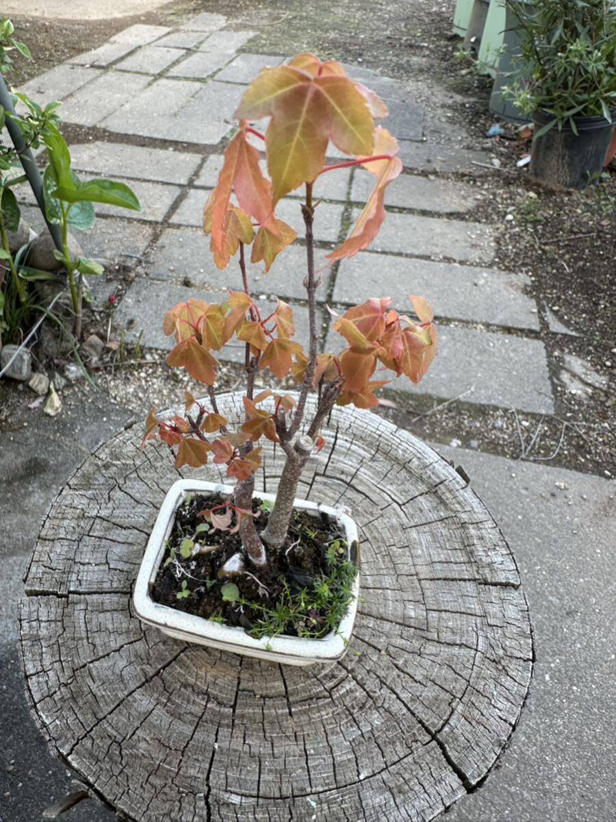  Tang maple maple bonsai 
