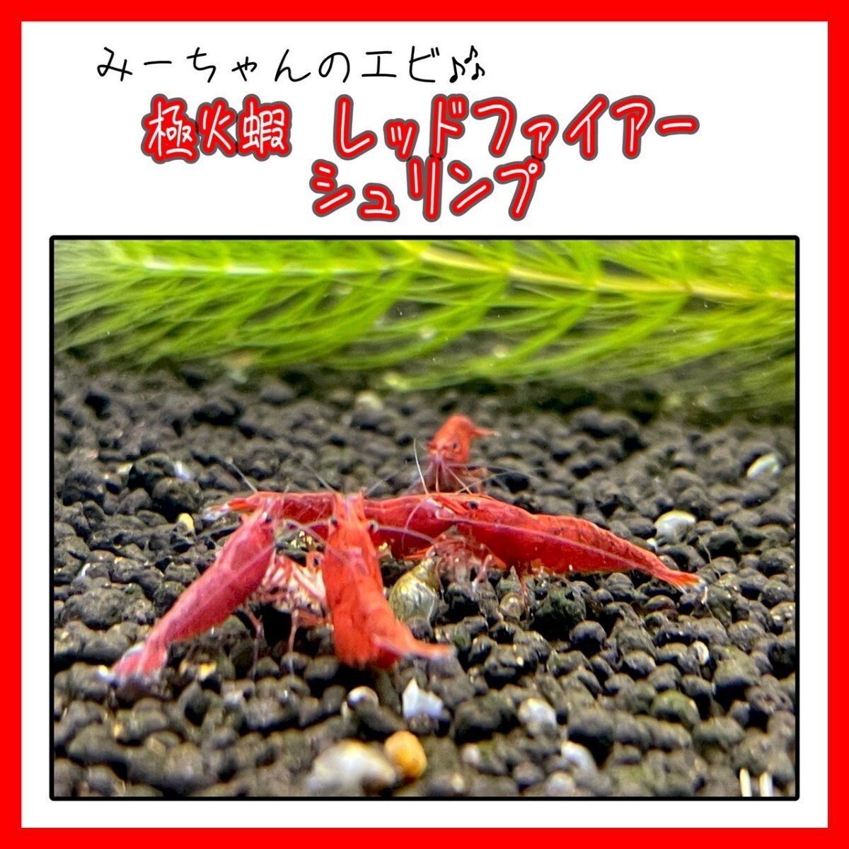 【みーちゃんのえび】　極火蝦　レッドファイアーシュリンプ 　10匹セット　　発色良好　　　　　　_画像1
