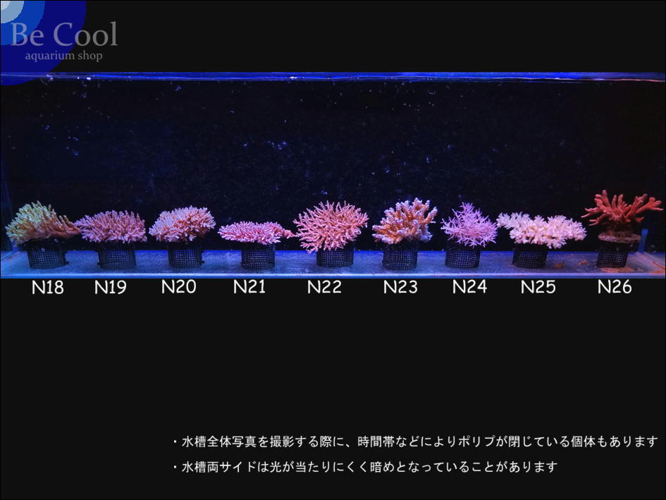 N２６エダコモンサンゴ（１２ｃｍ前後）_画像5