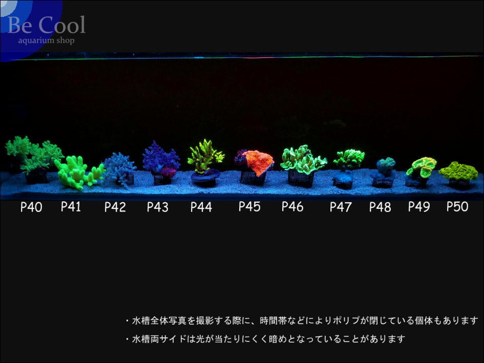 P４５ウスコモンサンゴ（１０ｃｍ前後）の画像5