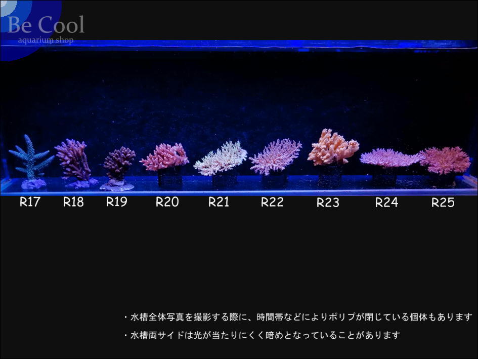 R１７ミドリイシｓｐ（１１ｃｍ前後）_画像5