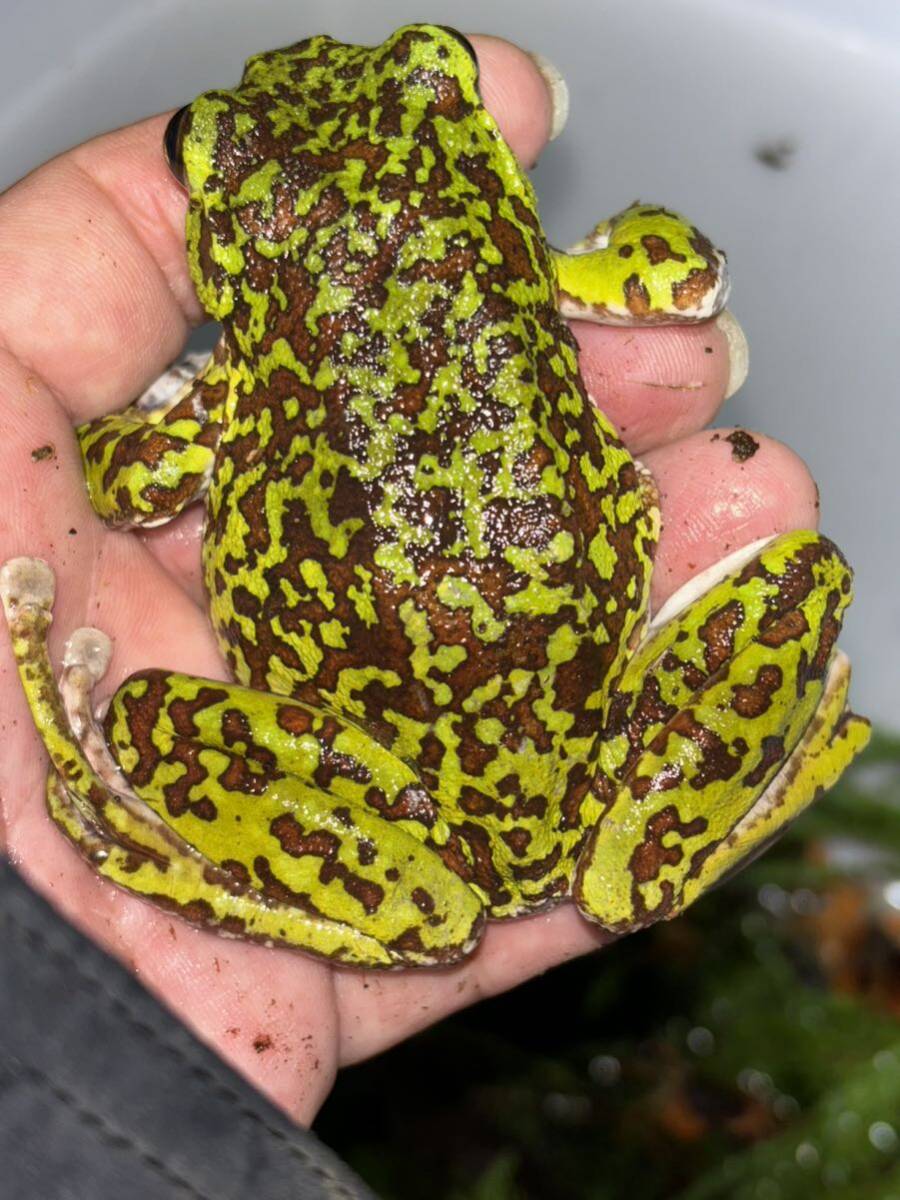 モリアオガエル メス　フルスポット 静岡県_画像2