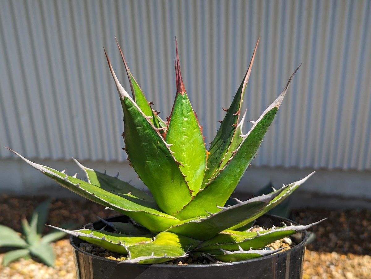 アガベ　ホリダ　実生　Agave　チタノタ　オテロイ　 多肉植物　ギルベイ