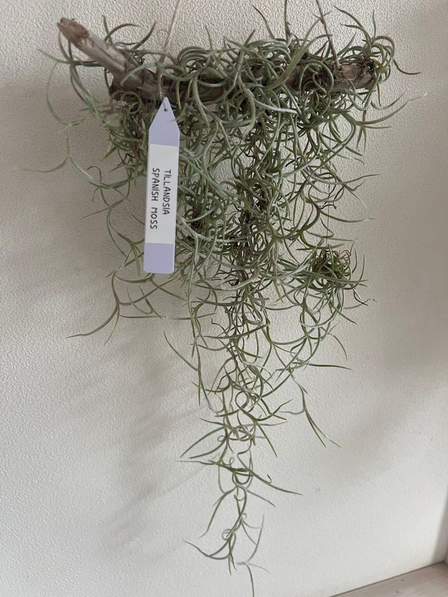 ウスネオイデス エアープランツ ティランジア Tillandsia チランジア スパニッシュモス エアプランツ インテリア