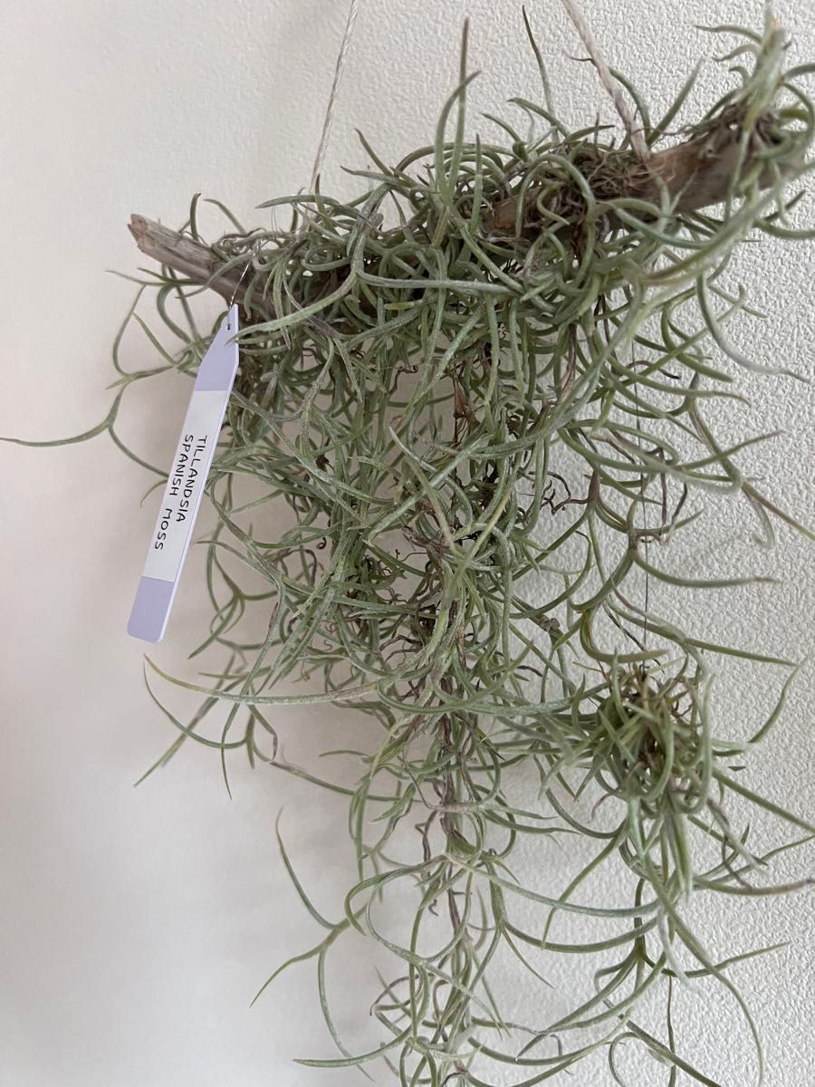 ウスネオイデス エアープランツ ティランジア Tillandsia チランジア スパニッシュモス エアプランツ インテリア