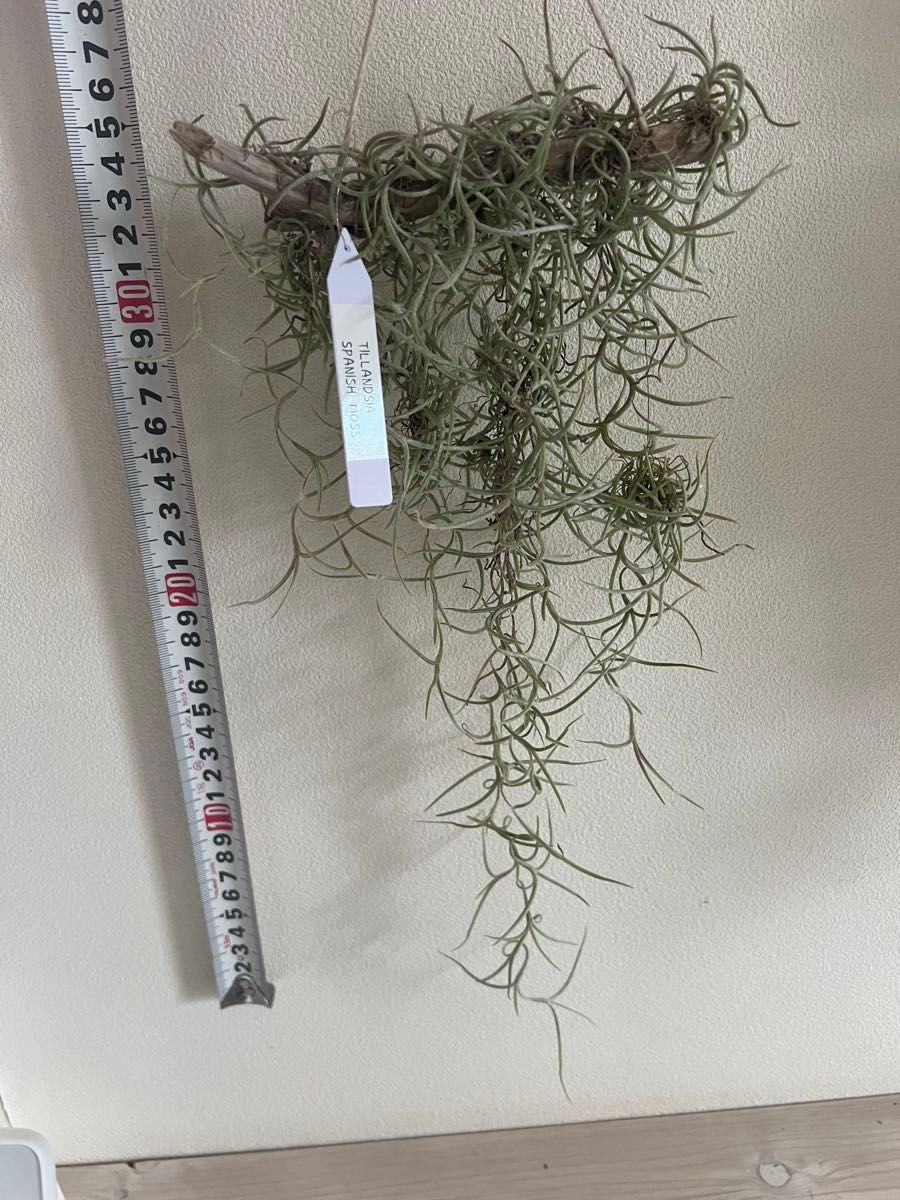 ウスネオイデス エアープランツ ティランジア Tillandsia チランジア スパニッシュモス エアプランツ インテリア