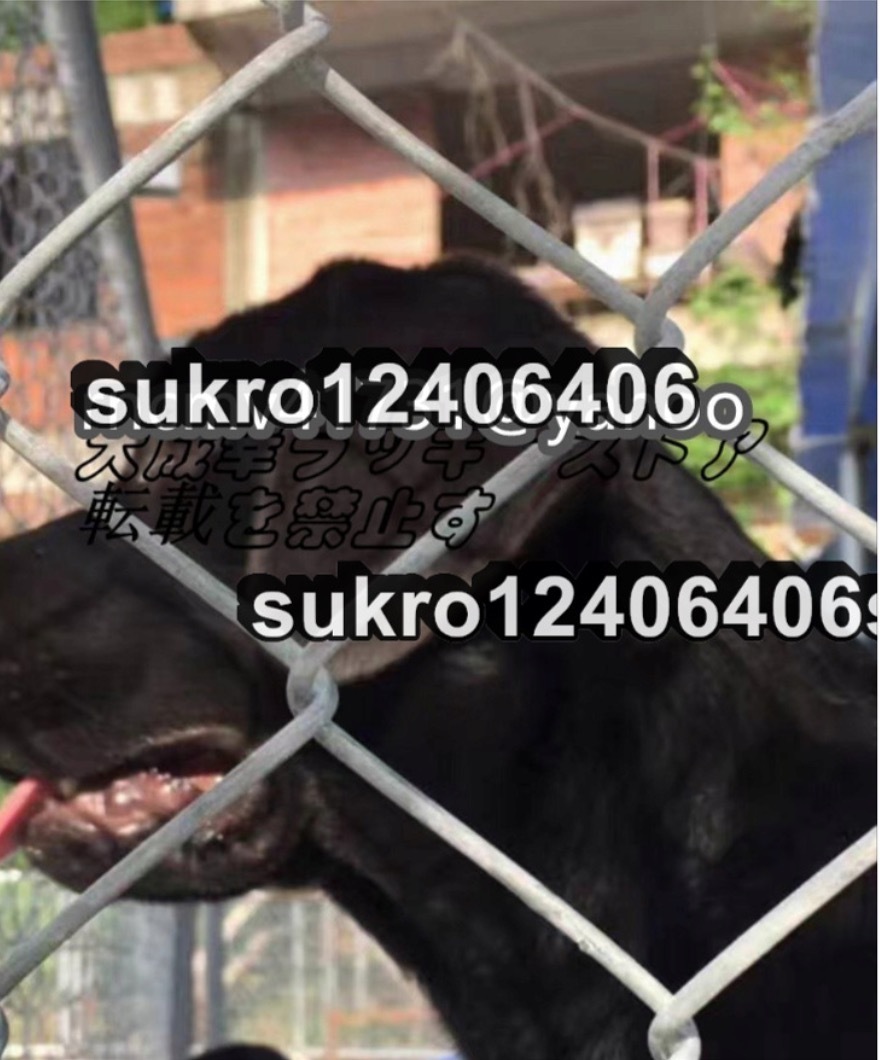 犬のかご ペットフェンス針金犬籠大型犬室外ポンポン穴開けずDIY 犬のかご ペットフェンス針金犬籠大型犬室外ポンポン穴開けずDIY