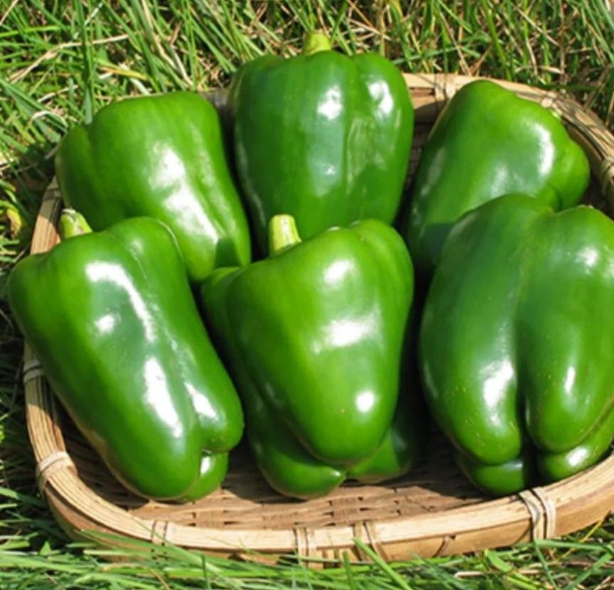 自生えピーマン　じばえピーマン　たね　ピーマン　国内採種　家庭菜園　プランター　自然農法　自然のたね　野菜の種　種