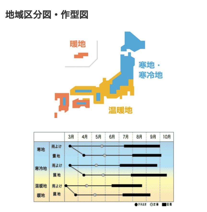 紅旬　こうしゅん　トマト　大玉　トマトの種　種　タネ　野菜の種　　自然農法　国内採種　有機栽培　家庭菜園　有機野菜　10粒