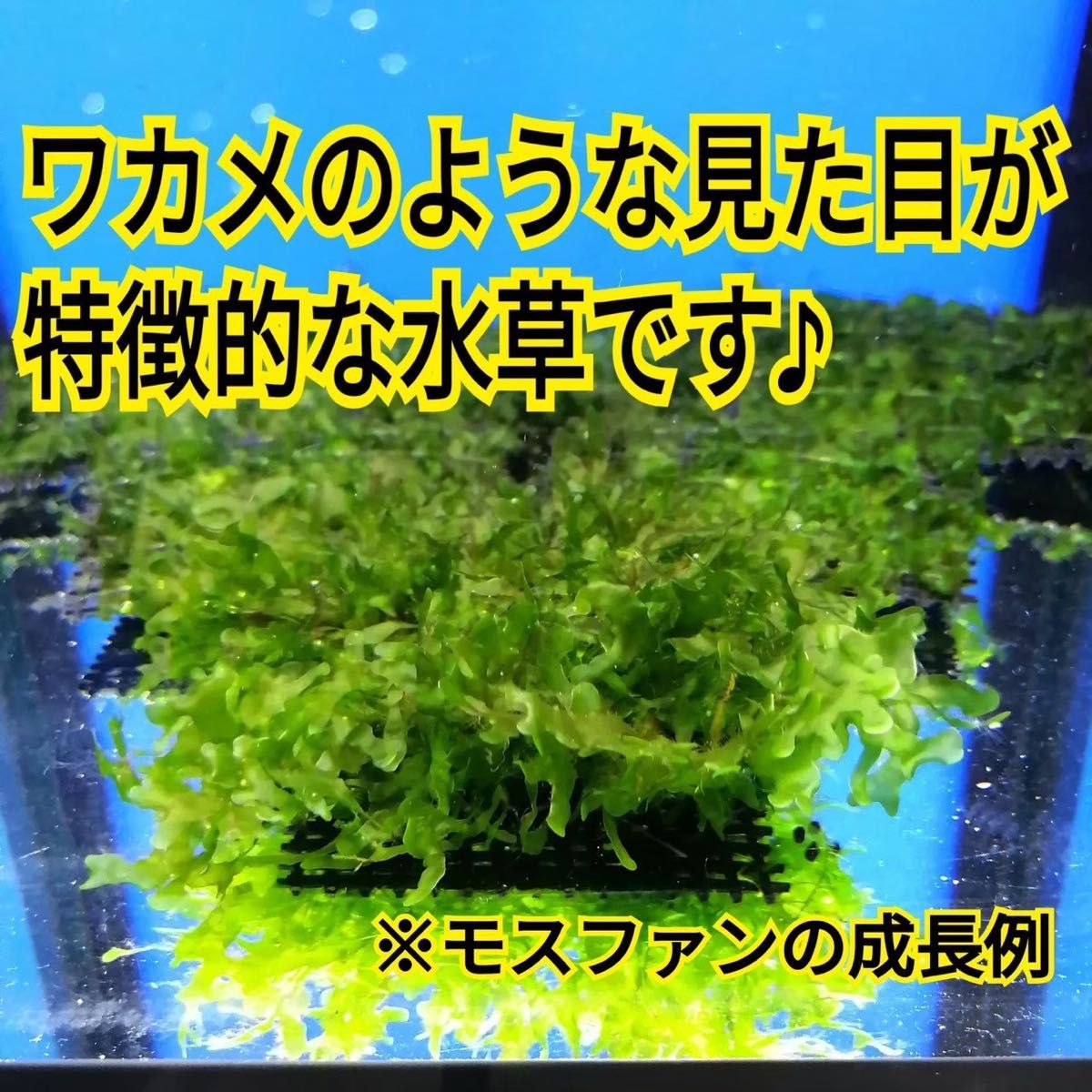 3枚 モスファン ゼニゴケ マット 無農薬 ミナミヌマエビ 水草 隠れ家 メダカ グッピー アクアリウム 水槽 レイアウト 模型