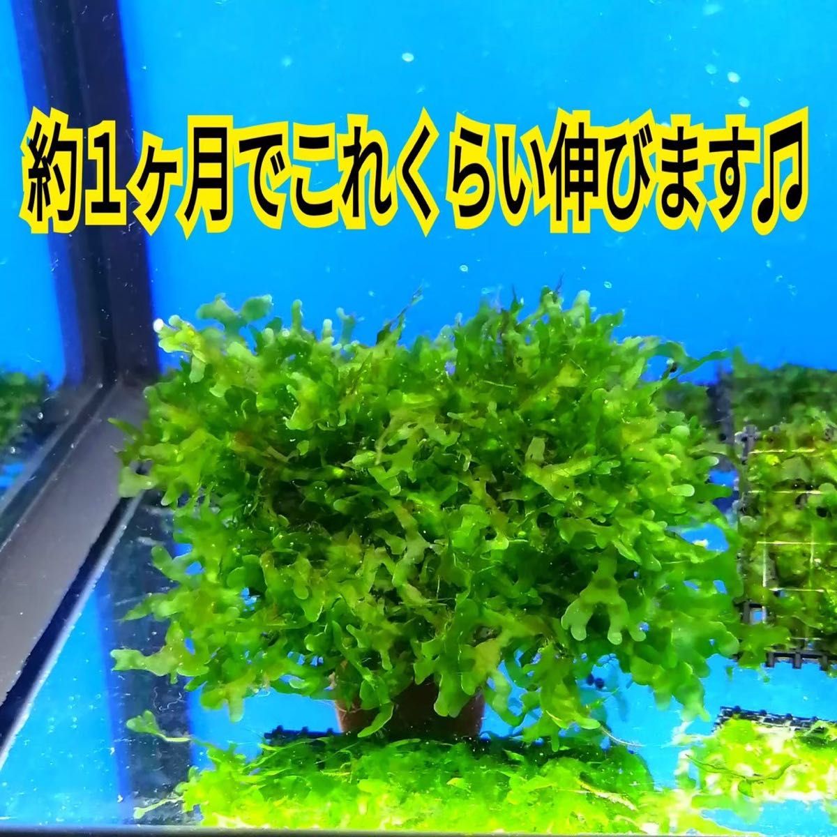 6枚 モスファン ゼニゴケ マット 無農薬 ミナミヌマエビ 水草 隠れ家 メダカ グッピー アクアリウム 水槽 レイアウト 模型
