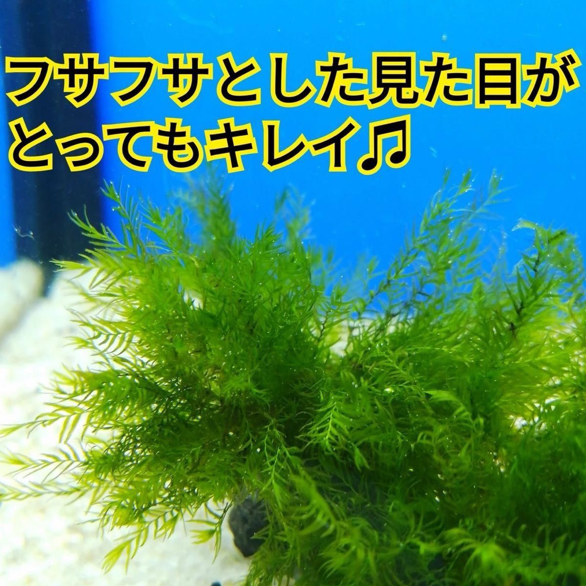 2個 ウォーターフェザー ホウオウゴケ 鳳凰苔 無農薬 溶岩石 エビ 水草 メダカ グッピー アクアリウム 水槽 レイアウト