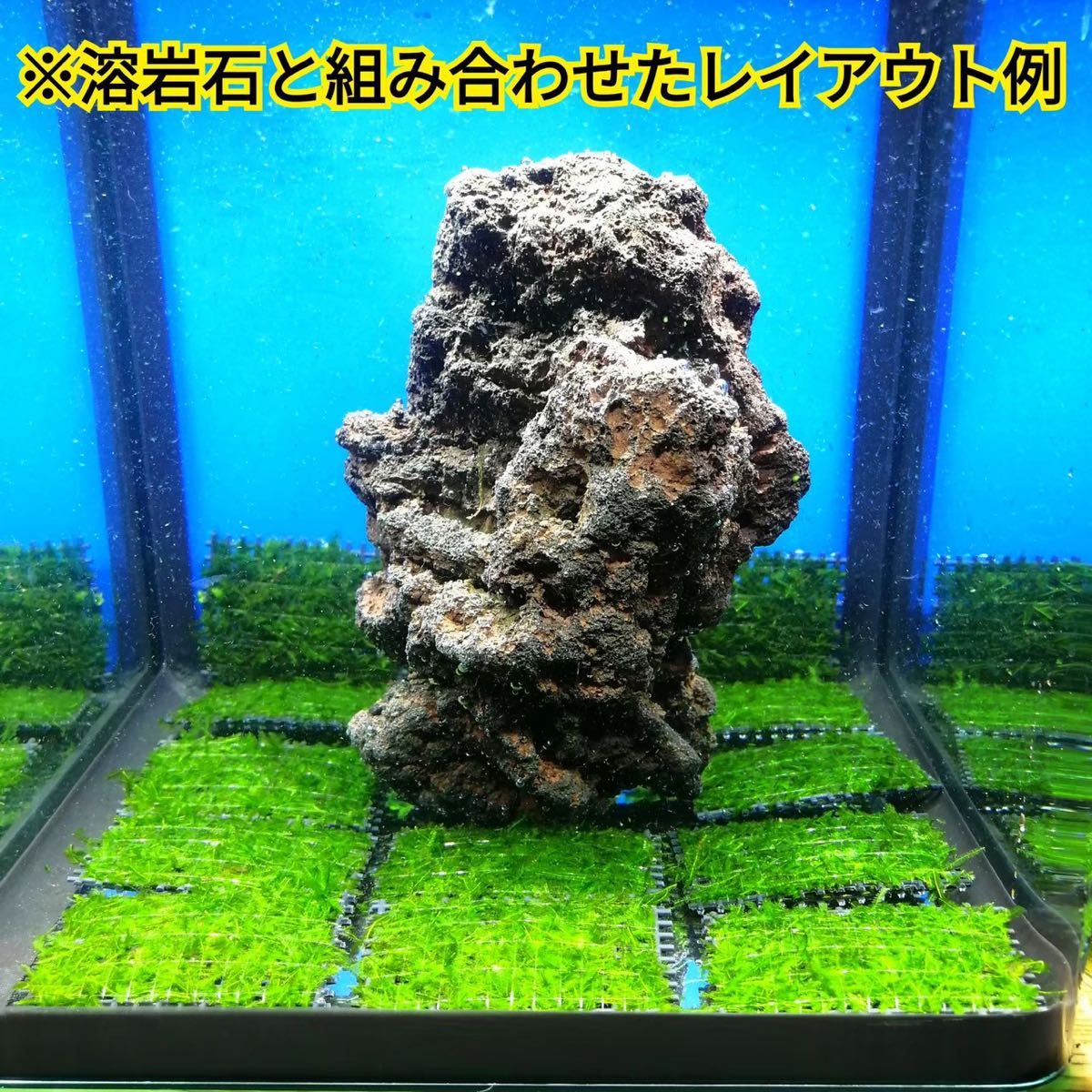 3枚 南米ウィローモス マット 無農薬 ミナミヌマエビ レッドビーシュリンプ メダカ グッピー 金魚 水草 水槽 レイアウト