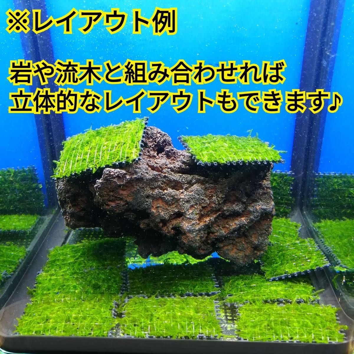 3枚 南米ウィローモス マット 無農薬 ミナミヌマエビ レッドビーシュリンプ メダカ グッピー 金魚 水草 水槽 レイアウト