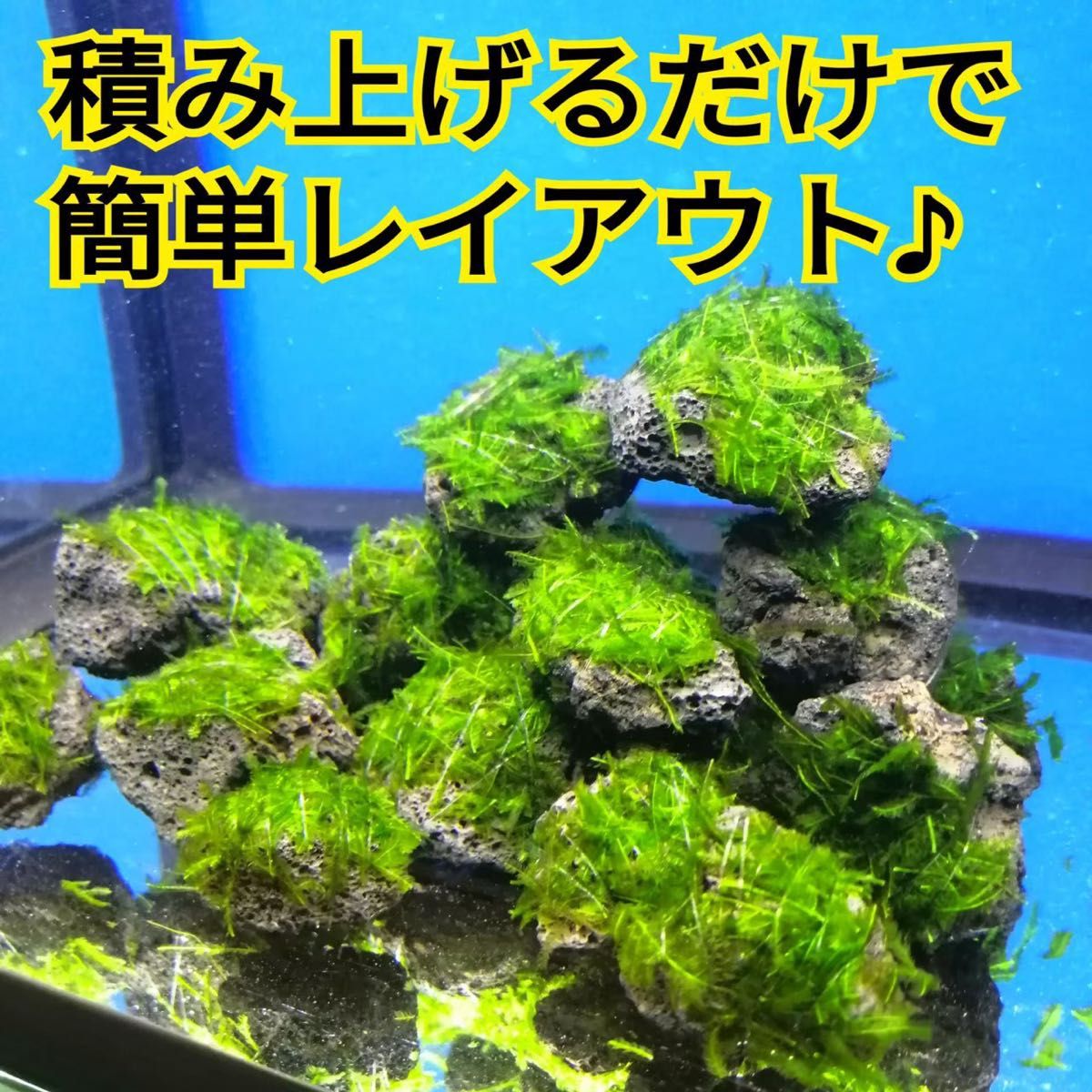 10個 南米ウィローモス 無農薬 黒 溶岩石 ミナミヌマエビ 水草 アクアリウム グッピー 金魚 メダカ ベタ 水槽 レイアウト