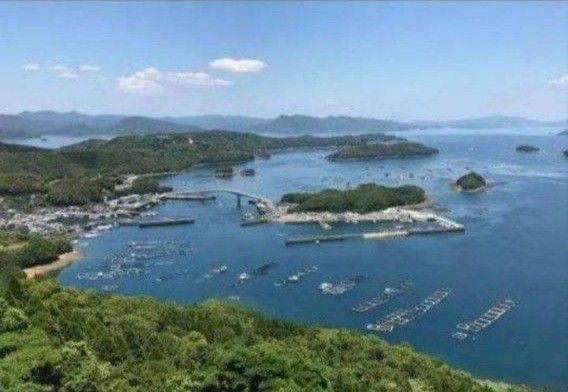 ４月22日収穫終了　鹿児島県長島町産　あおさ　あおさのり　乾燥あおさ