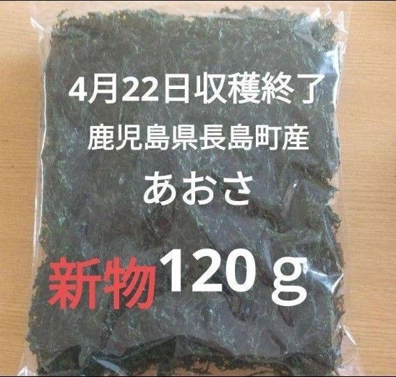 ４月22日収穫終了　鹿児島県長島町産　あおさ　あおさのり　乾燥あおさ