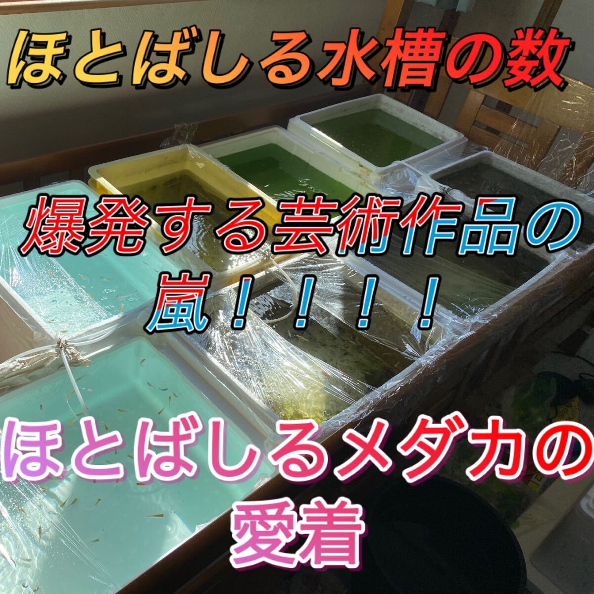 ミックスメダカ有精卵60個高級ミックスランダム ラメメダカ 卵　お楽しみ　死着保証有り_画像9