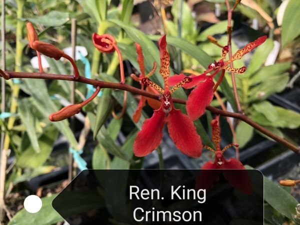 ★★洋蘭★★ Ren. King Crimson_画像1