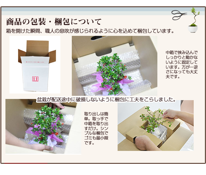 遅れてごめんね母の日 花盆栽 ミニ睡蓮木 白丸陶器鉢 万古焼 受皿付き_画像9