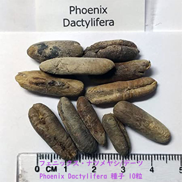 観葉植物 種子 種 Phoenix Dactylifera フェニックス ナツメヤシ デーツ ドライフルーツ ヤシ科 種子10粒の画像2