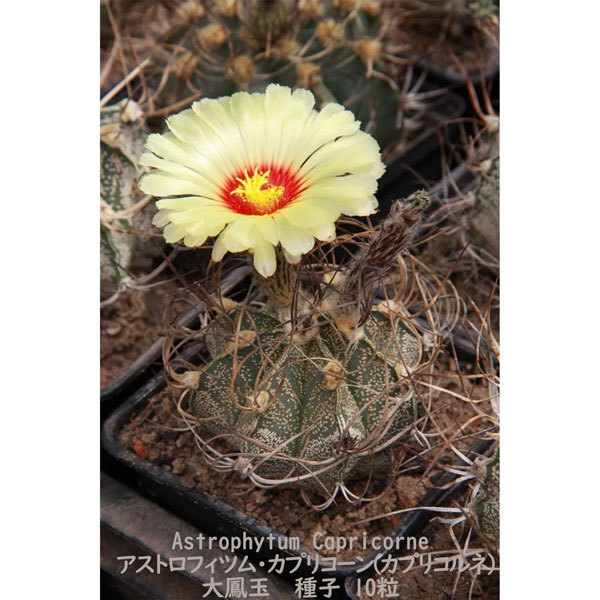 観葉植物 サボテン 種子 種 アストロフィツム カプリコーン Astrophytum Capricorne 大鳳玉 山羊の角 10粒_画像4