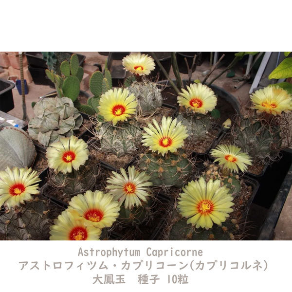 観葉植物 サボテン 種子 種 アストロフィツム カプリコーン Astrophytum Capricorne 大鳳玉 山羊の角 10粒_画像6