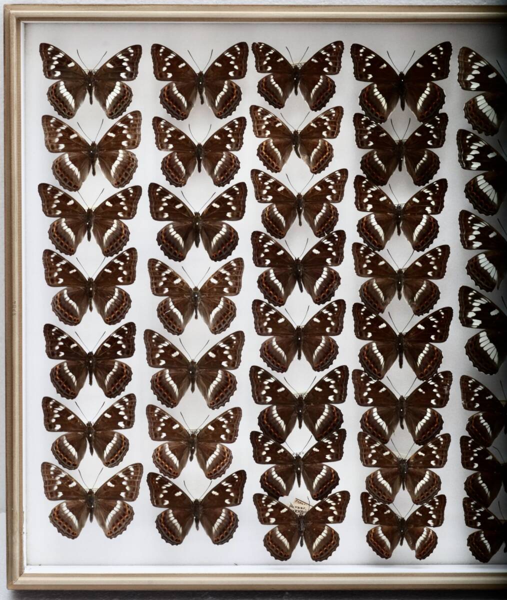  butterfly specimen domestic production oo ichimonjiLimenitis populi jezoensis collection research for large Germany box field collection goods 