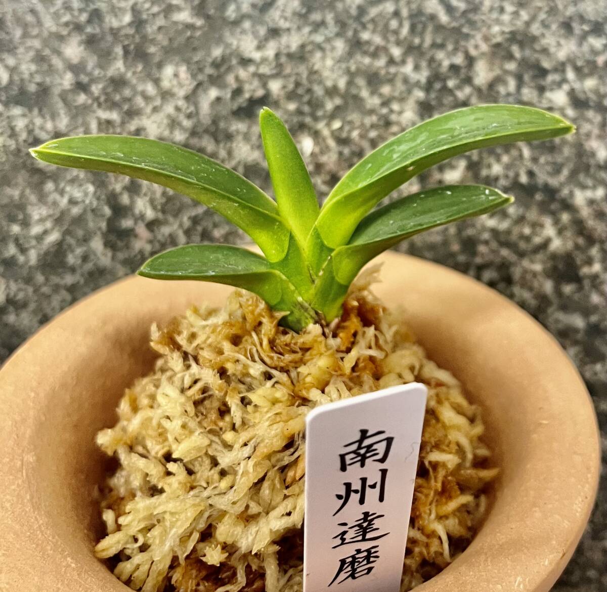  riches and honours orchid Kagoshima prefecture production large legume leaf [ south ...] tradition gardening Orient orchid . entering fields and mountains grass { riches and honours orchid . comfort ...}