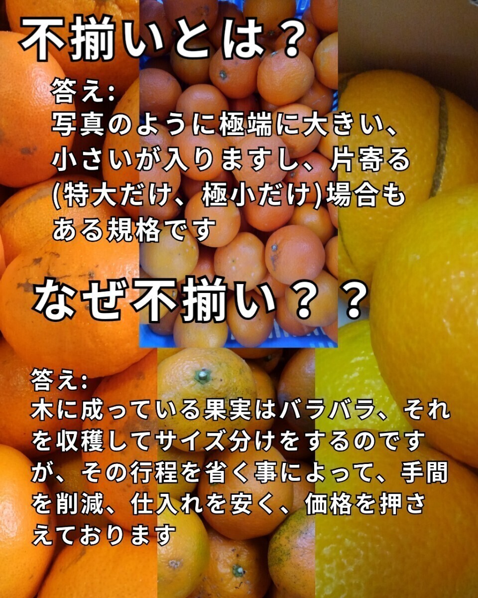 15箱限定☆送料込！！今季最後の品種！愛媛県中島産甘夏箱込10㎏(賞味9.5㌔)家庭用サイズ不揃い・産地直送 ①_画像3