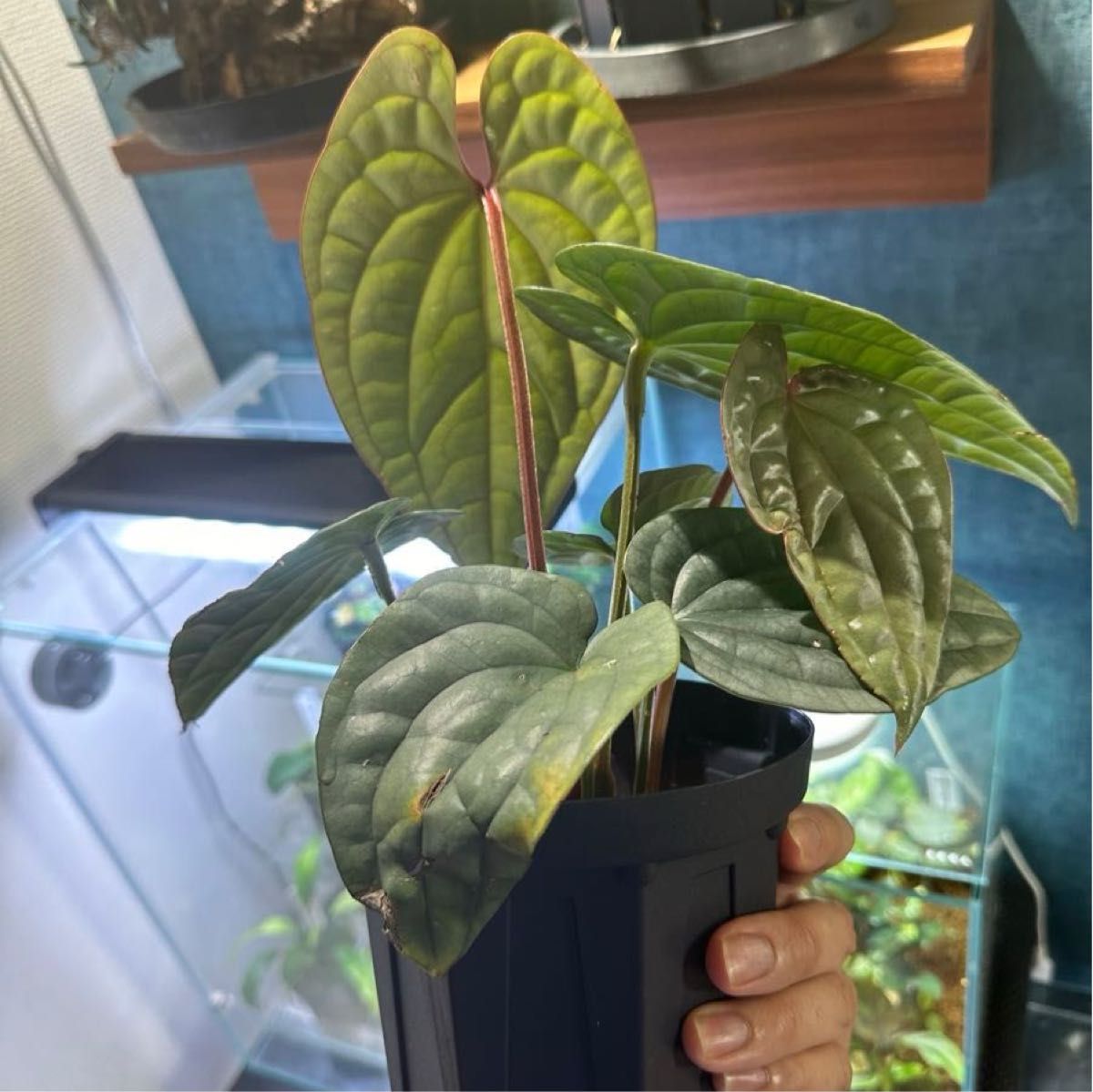 Anthurium luxurians silver アンスリウム ルクスリアンス Anthurium luxurians silver アンスリウム ルクスリアンス