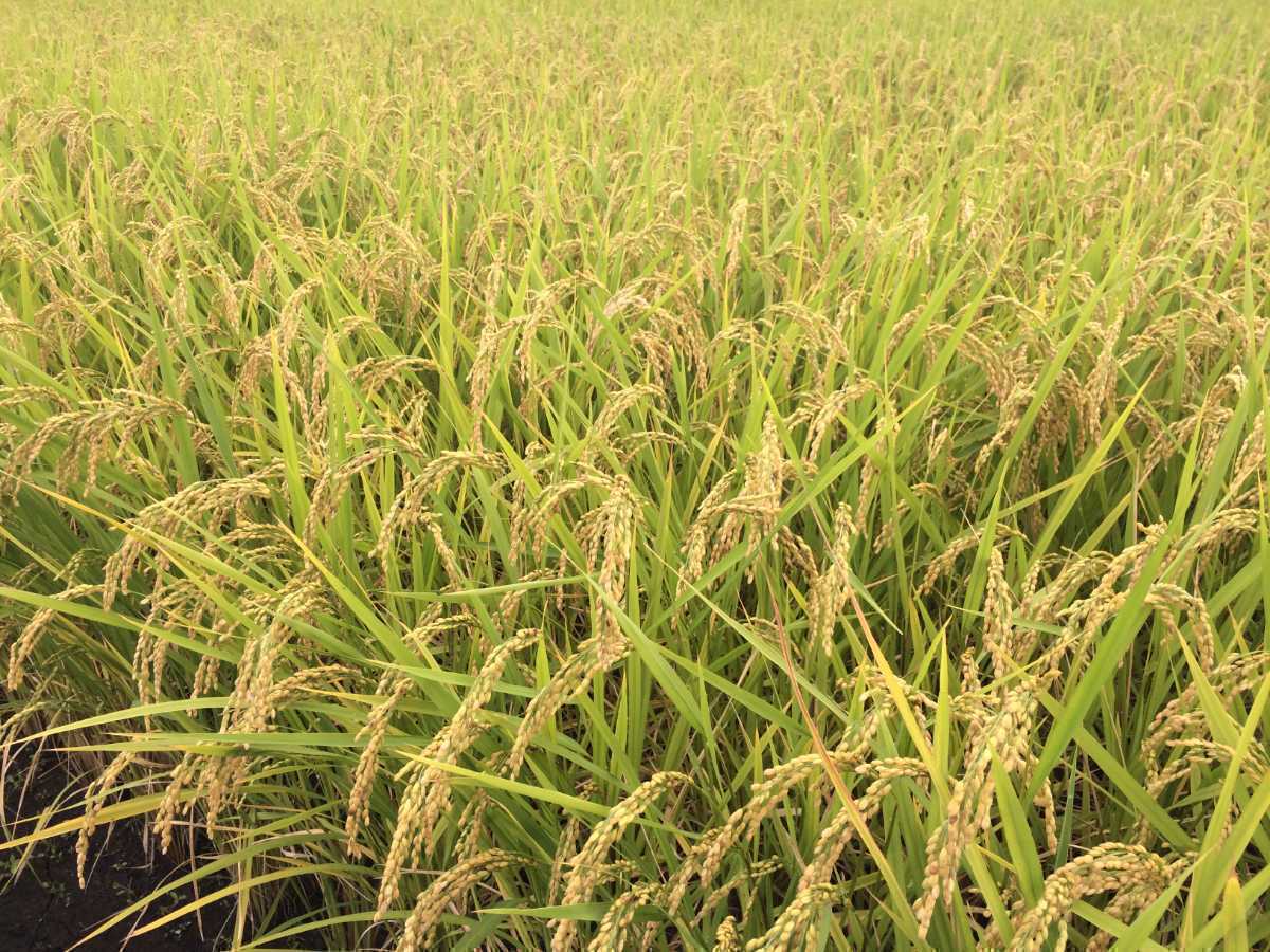 【送料込み】【農家直送】令和5年10月収穫コシヒカリ玄米、正味約23.6kg弱です　_画像1