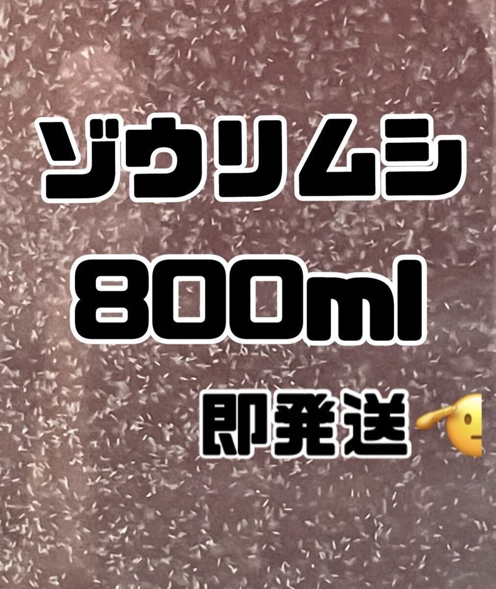 【ゾウリムシ大容量】800ml送料無料めだか金魚etc._画像1