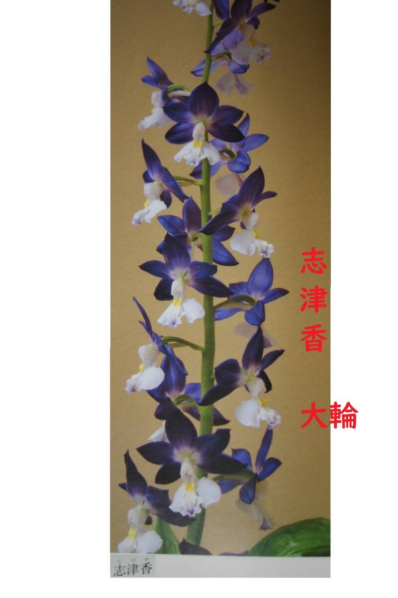 80... орхидея 546. Цу .ko oz серия луговые и горные травы креветка ne Ran 