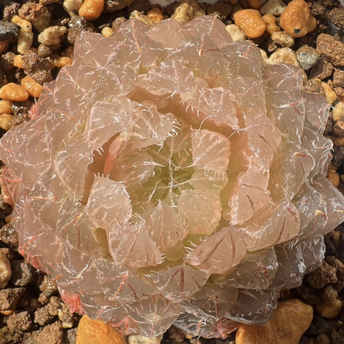 多肉植物ハオルチア オブシーサハオルシアオ ブツーサ 翠雲 糊斑_画像1