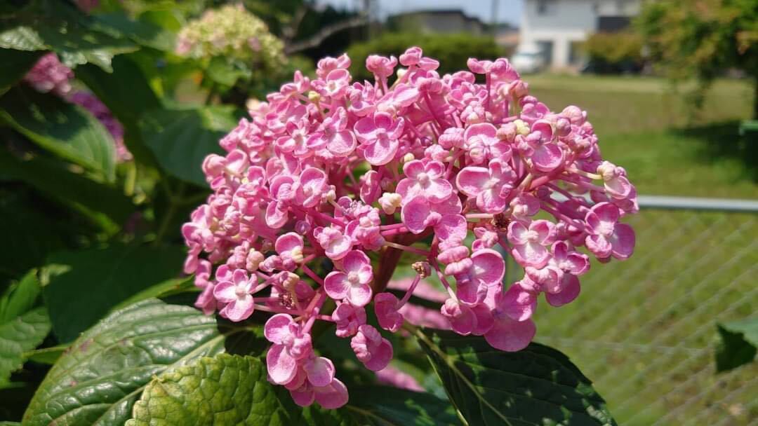 なんと言ってもこの花特徴的！愛らしい手毬ウズアジサイ、オタフクアジサイ挿し穂3本_画像2